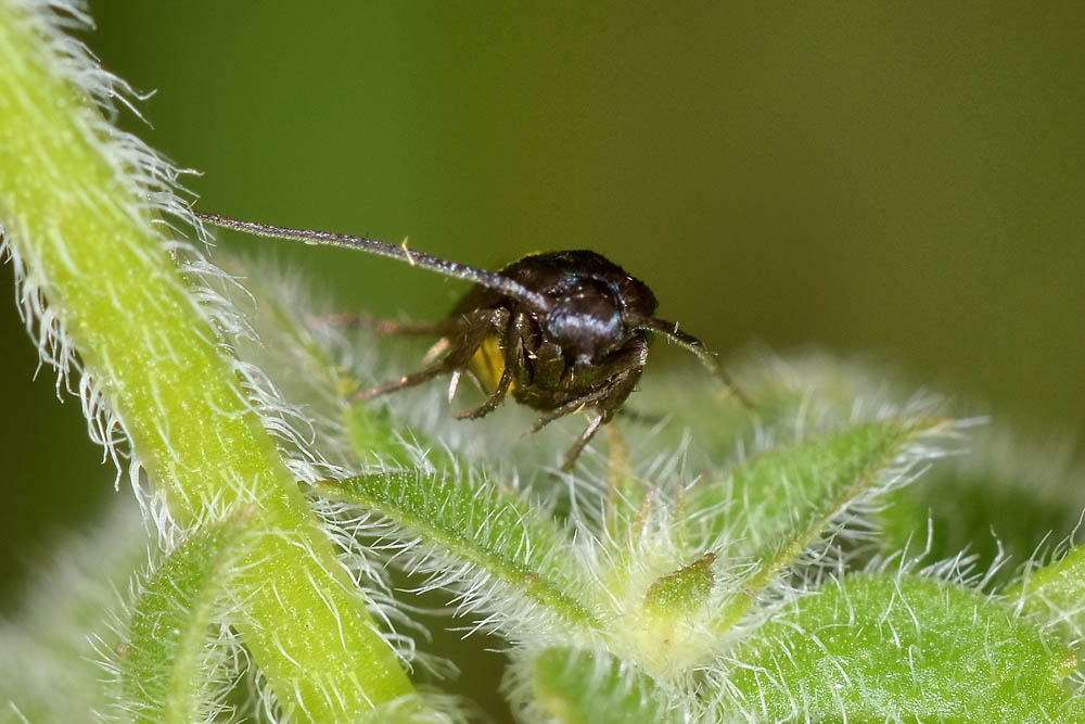Scythrididae:  Scythris sinensis